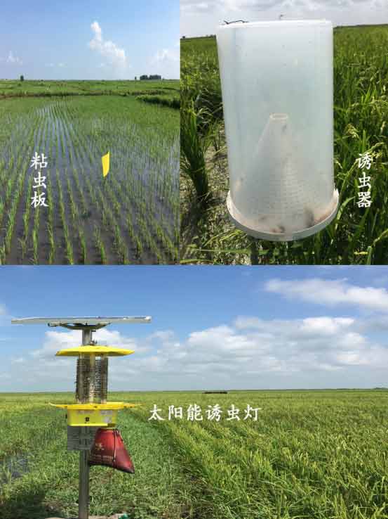 物理、生物防蟲(chóng)